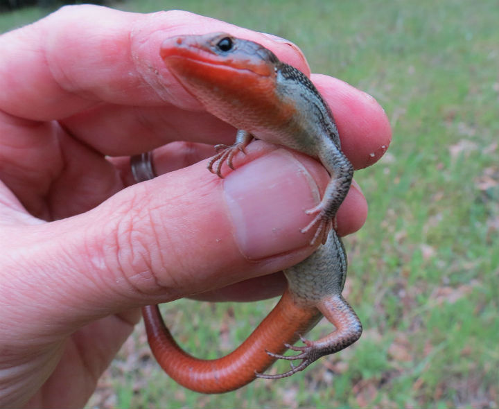 Western Skink